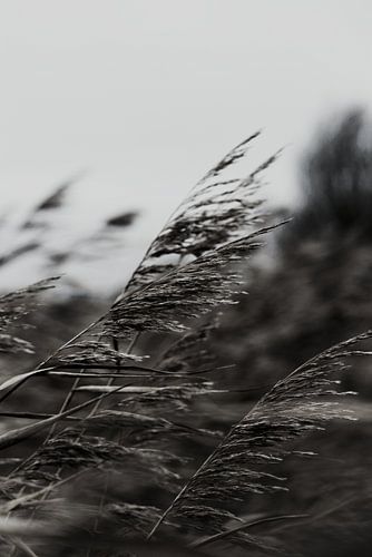 Schilfrohrfahnen im Wind (schwarz-weiß)