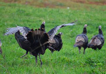 Wild turkeys in autumn by Claude Laprise