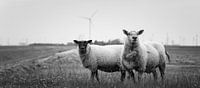 Sheep in Bierum I