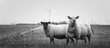 Schapen in Bierum I van Luis Boullosa