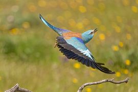 Diving flight of the dabbler