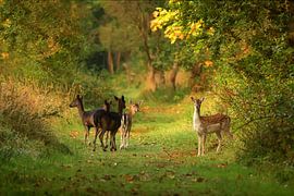 Herten Oranjezon III by Henriëtte van Golde