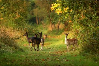 Herten Oranjezon III