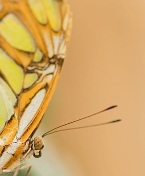 Papillon sur Hennie Zeij