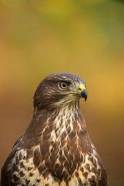 Buse, Buteo buteo. Un portrait.