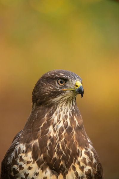 Buzzard, Buteo buteo. A portrait. by Gert Hilbink