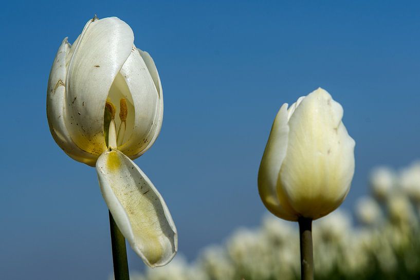 Tulp geeft inkijkje par Hans Lubout