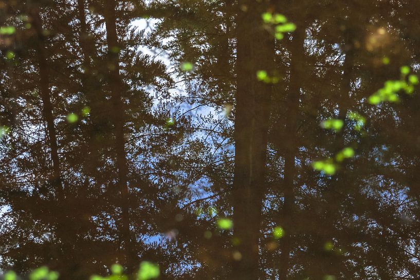 Bos in het water by Petra Brouwer