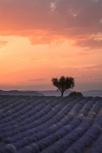 Zonsondergang in Valensole van Hanna Verboom