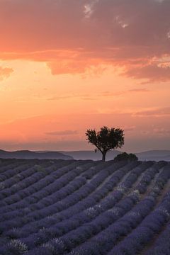 Sunset in Valensole by Hanna Verboom