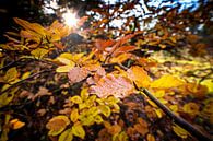 Kleurrijke herfstbladeren in het zonlicht van Fotografiecor .nl thumbnail