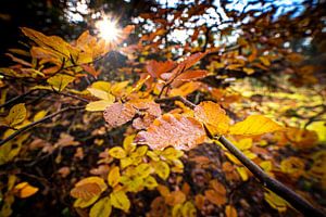 Feuilles d'automne colorées au soleil