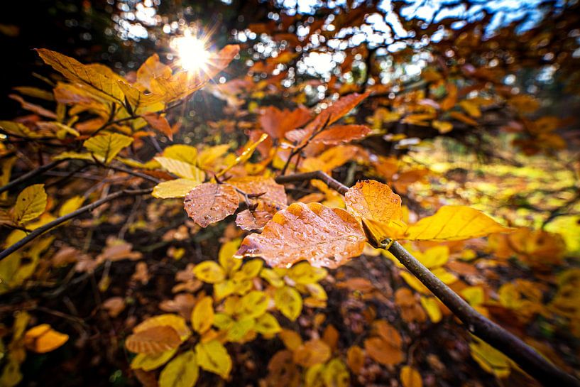 Kleurrijke herfstbladeren in het zonlicht van Fotografiecor .nl