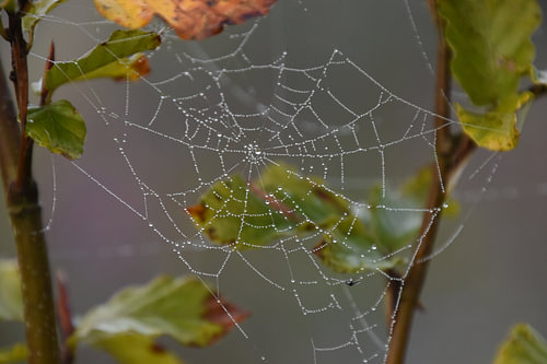 Waterdruppels in een spinnenweb 1