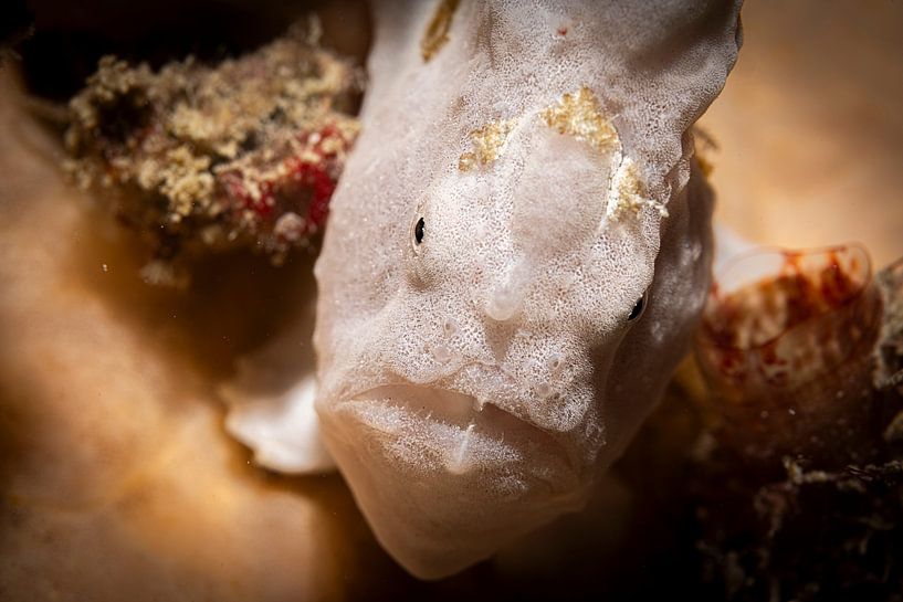 Frogfishes, Kapalai island, Maleisie by Travel Tips and Stories