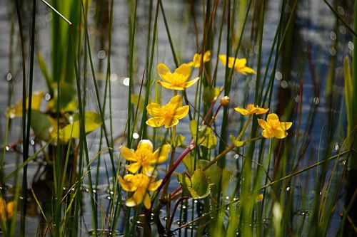 Caltha palustris  of gewone dotterbloem 