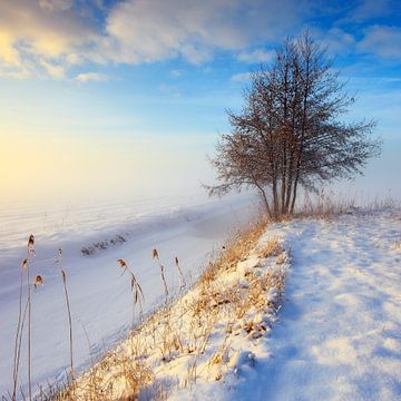 Winterlandschaft mit ein baum im nebel von Peter Bolman
