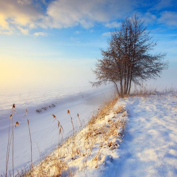A misty winterlandscape with tree par Peter Bolman