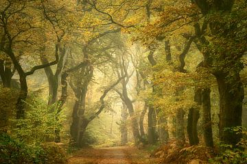 Herbst-Paradies von Ellen Borggreve