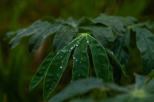 druppel op blad van Hartsema fotografie