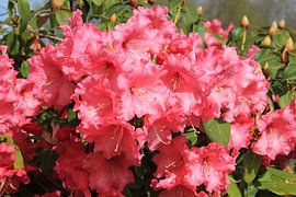 fleurs sur Marcus de Man