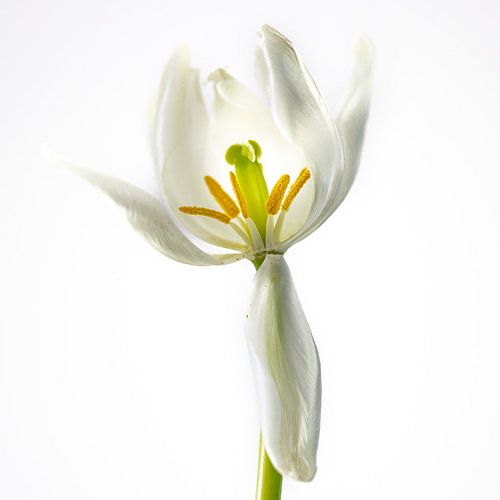 Die minimalistische Schönheit einer einzelnen weißen Tulpe A