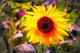 Tournesol