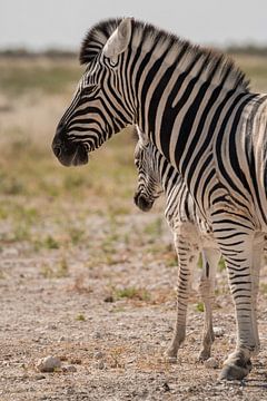 Zebra moeder met jong van Jeroen Zelle