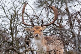 portret Damhert van Merijn Loch