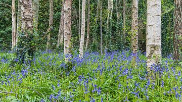 Blauwe bloemenpracht van boshyacinten van Hilda Weges