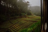 Rizières depuis le célèbre voyage en train au Sri Lanka