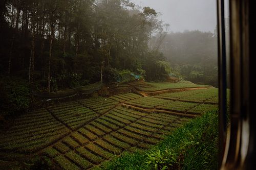 Rijstvelden vanuit beroemde treinreis Sri Lanka