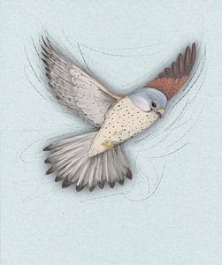 Fliegender Turmfalke digitale Zeichnung