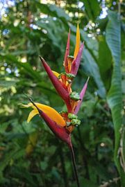 Parrot banana flower (Heliconia psittacorum) by whmpictures .com