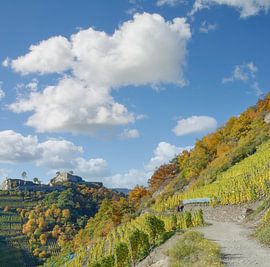 Red wine hiking trail in the Ahr valley,Germany by Peter Eckert