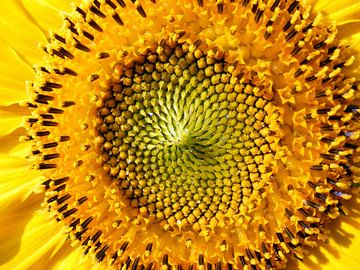 Zonnebloem   Sunflower