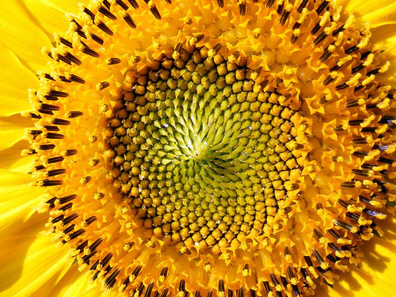 Zonnebloem   Sunflower by Joke Schippers