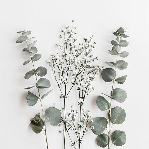 Eucalyptus en gipskruid