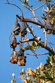 Vleerhonden hangend in een boom, Australië van Robin van Wissen