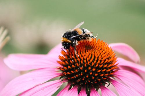 Sun hat with bumblebee