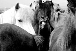 ICELAND HORSE 1 by Miroslav Ptacek