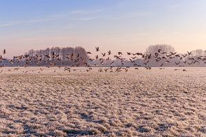 Vogels op het land by Marga Vroom