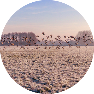 Vogels op het land van Marga Vroom