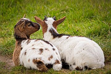 Juvenile Goats by Rob Boon