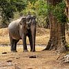 Elefant im Yala Nationalpark von Roland Brack