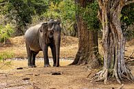 Elephant in Yala National Park by Roland Brack thumbnail