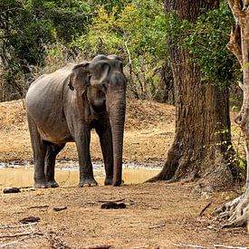 Elephant in Yala National Park by Roland Brack