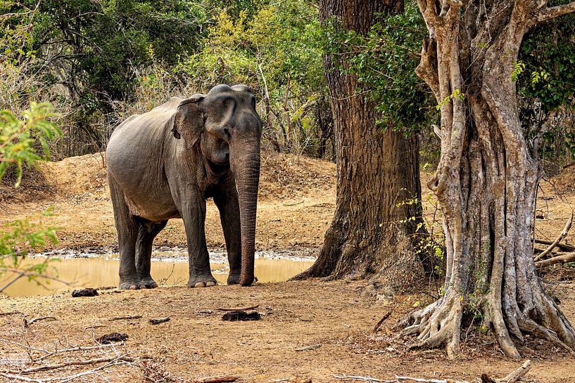 Elephant in Yala National Park by Roland Brack