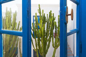 Fenêtre bleue avec des cactus flous en arrière-plan