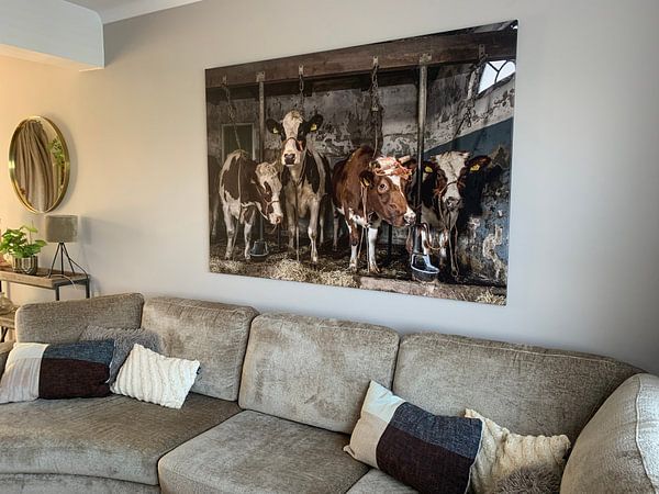 Customer photo: Dutch cows in an old barn by Inge Jansen, on canvas